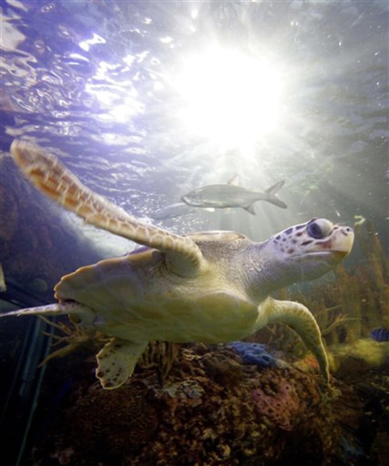 A hybrid Green Hawksbill sea turtle swims in the Audubon Aquarium of the Americas in New Orleans in 2006. Scientists in the AP survey ranked sea turtles as among the species struggling most in the Gulf.